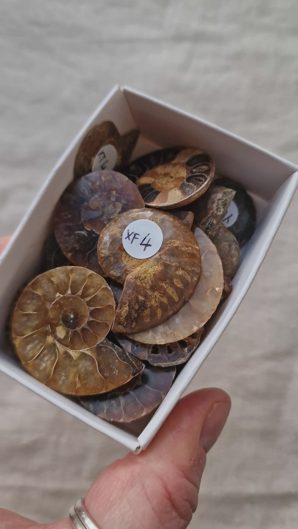 Mini Ammonite Fossil Half